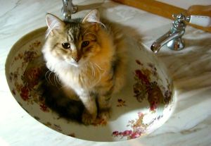 Snorri liked sleeping in the antique sink.