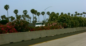 Colorful flowers in the median.